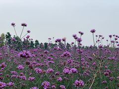 -荷兰花海