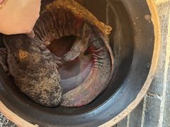 -印象鲵宴·张家界地标美食名片(溪布街店)