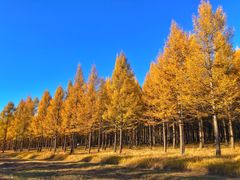 -塞罕坝国家级自然保护区