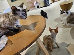 -藏猫猫咖啡主题馆(中央大道店)