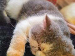 -more than meow吴止猫主题餐厅(承德 中船汇店)