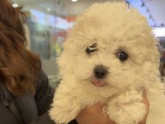 -翊宠yipet猫狗购宠庄园犬舍•猫舍