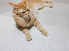 -藏猫猫咖啡主题馆(中央大道店)