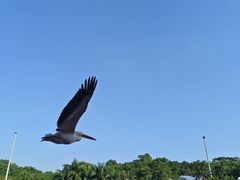 -深圳野生动物园