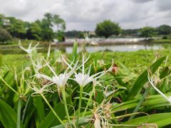 -松山湖南湖湾露营营地