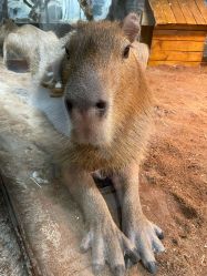 -Zoolung Zoolung动物主题公园(海信广场店)