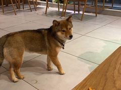 -柴务处·柴犬主题狗咖