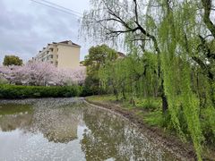 -高东镇樱花园