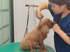-博特宠物医院24h犬猫全科.骨科·异宠