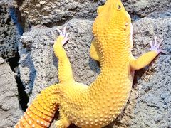 -帕帕拉兹宠物(亚洲旗舰店)