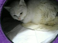 -北京赛佳动物医院