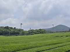 -雪绿茶博物馆