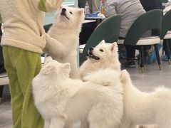 -安格丽娜·狗咖·猫咖羊驼咖(春熙路百盛商场店)
