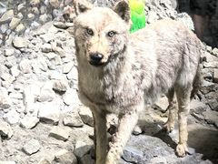 -四川大学博物馆