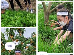 -樂桃源奉贤黄桃种植采摘基地