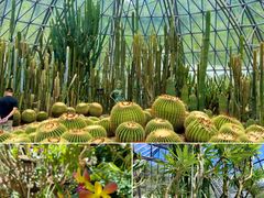 -深圳仙湖植物园