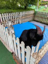 -萌宠亲子动物乐园(槐房万达店)