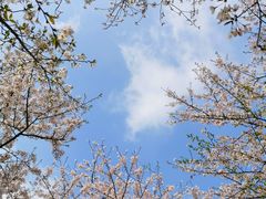 -顾村公园