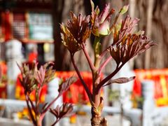 -潭柘寺景区
