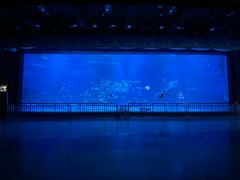 -烟台海昌鲸鲨海洋公园