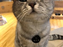 -啵啵喵·猫咖(攀华国际店)