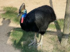 -西霞口神雕山野生动物世界