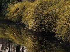 -洛阳市隋唐城遗址植物园