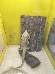-神奇动物撸宠馆·羊驼·小浣熊·异宠(豫园店)