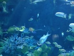 -暹罗海洋世界