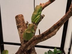 -上海大自然野生昆虫馆(东方明珠·爬宠昆虫探索中心)
