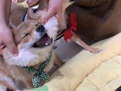 -逗柴咖啡屋·狗咖猫咖宠物桌游