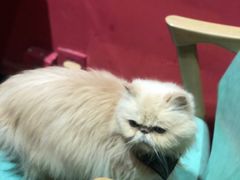 -猫色咖啡·猫咖
