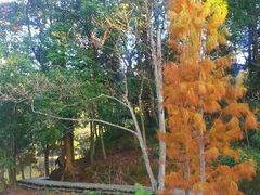 android_upload_pic-广州市石门国家森林公园