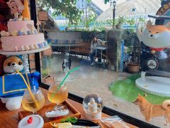 -柴犬高等学院·狗咖·柴犬售卖·宠物训练