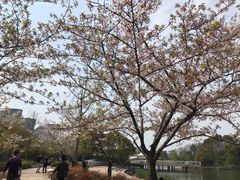 -新江湾城公园