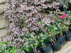 -花水湾第一村温泉大酒店