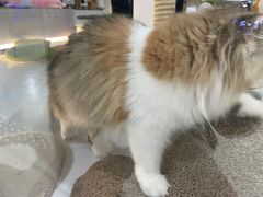 -COLOR PETS 撸猫馆·购猫·猫咖(长风大悦城店)