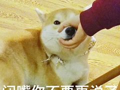 -柴务处·柴犬主题狗咖