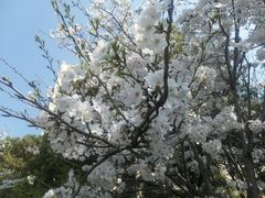 -高东镇樱花园