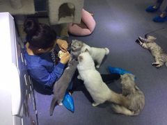 -喵的天空名猫咖啡馆·撸猫·猫舍·用品