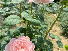 -鹅湖玫瑰文化园