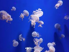 -暹罗海洋世界