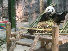 -栾川竹海野生动物园