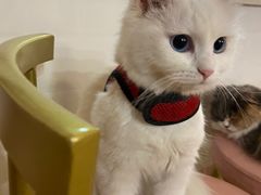 -Sweet cat·星愿猫咖(国贸大厦店)