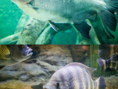 -上海海洋水族馆