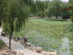 景点-莲湖公园