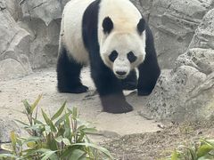-武汉动物园