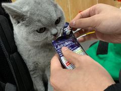 -瑞派名望24h动物医院异宠专科·猫专科·骨科·重症监护分院