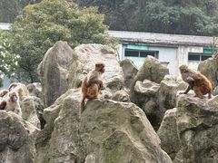 -贵州森林野生动物园