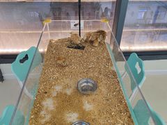 -怪兽屋·羊驼·猫咖·狗咖(俊华广场店)